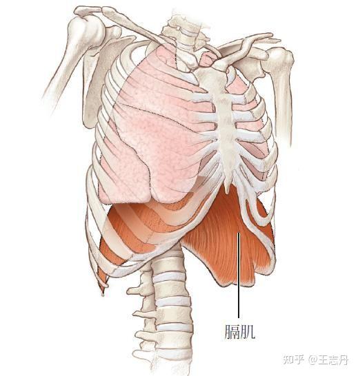 想象一下随着每次呼吸,膈肌,肋间肌带动肋骨,胸骨,胸椎如何的运动?