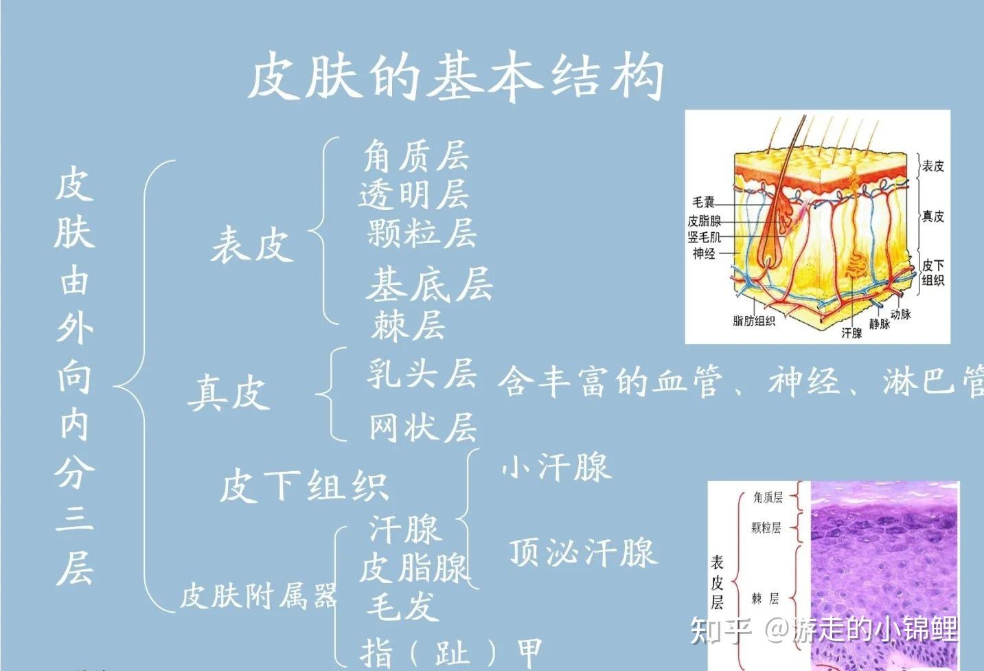 皮肤的组织结构分为:表皮,真皮和皮下组织三层,其间含有皮肤附属器