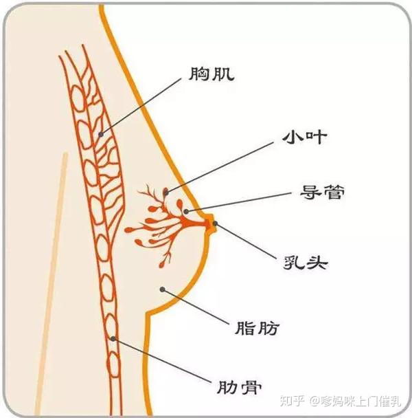 你来,我跟你谈谈回奶食物的事!