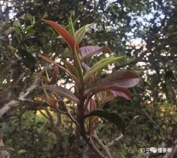 紫芽茶树