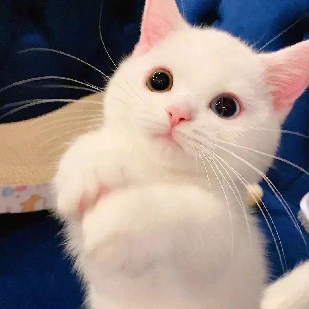 萌宠头像|猫咪,狗子之类萌宠沙雕情头or闺蜜头像