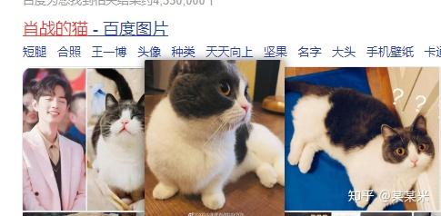 请问为啥肖战养猫喂伟嘉猫粮会被喷