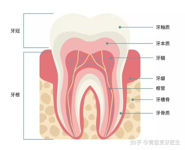 牙齿解剖示意图