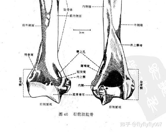 为什么说北美中新世发现的巨大肱骨是猫科