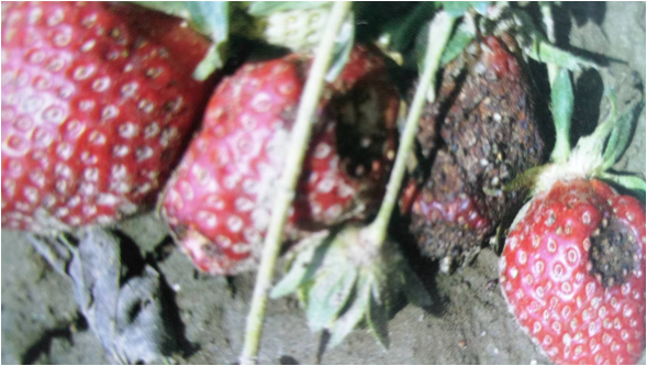 草莓常发病害草莓根腐病和炭疽病区分及解决方法一关注后续