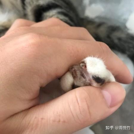 猫咪指甲好像流血了