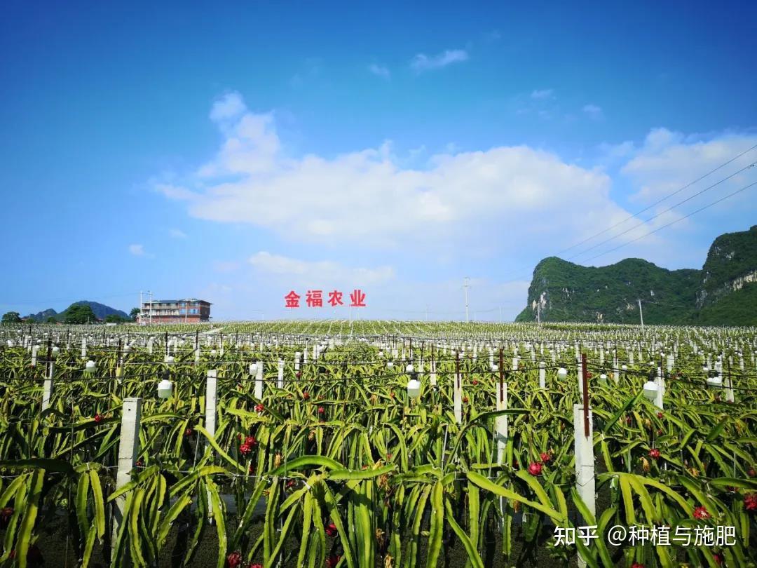 位于广西南宁市隆安县丁当镇的金福农业火龙果基地是广西连片种植面积