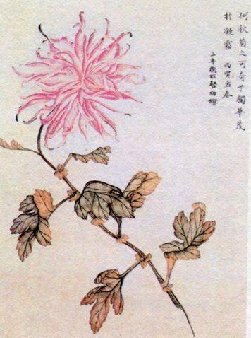 启功在小学三年级时画的菊花