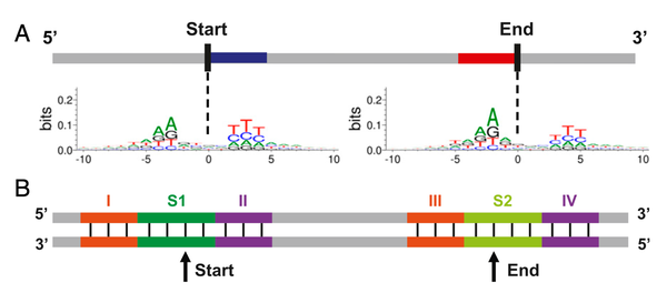 Eccdna