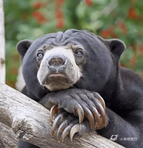 不过,歪果仁确实有一个热门议题, 叫做《why sun bears are weird》