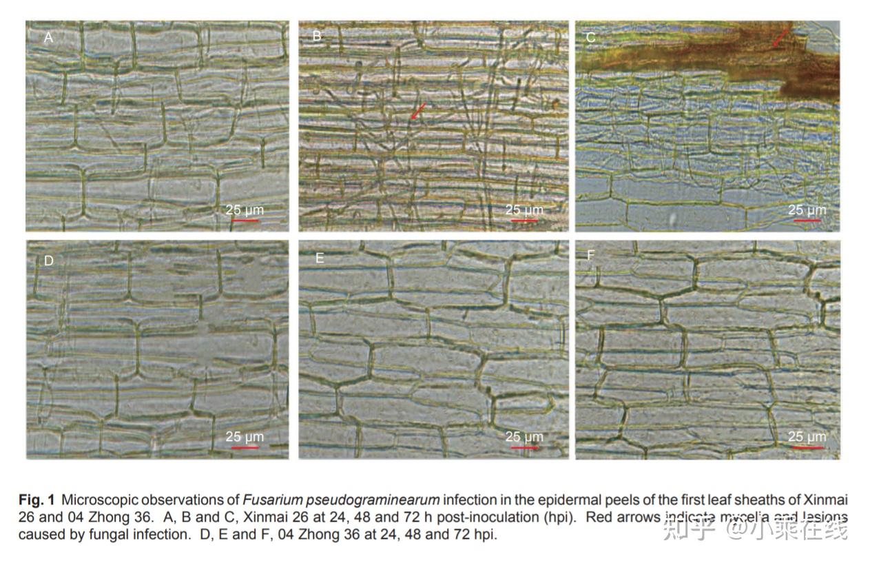 Identification Of Proteins Associated With Fusarium Crown Rot