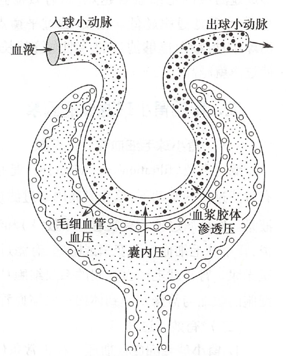 肾小体包括中间的毛细血管球——肾小球和外面包绕的肾小囊,他俩的