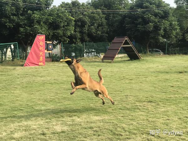 中山伊甸园训犬基地专业训狗训犬的场所