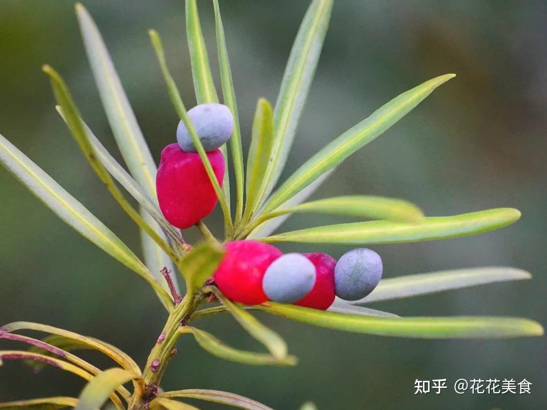 罗汉松的"果子"成熟时形态颇为奇特,下部朱红犹如玛瑙般的是
