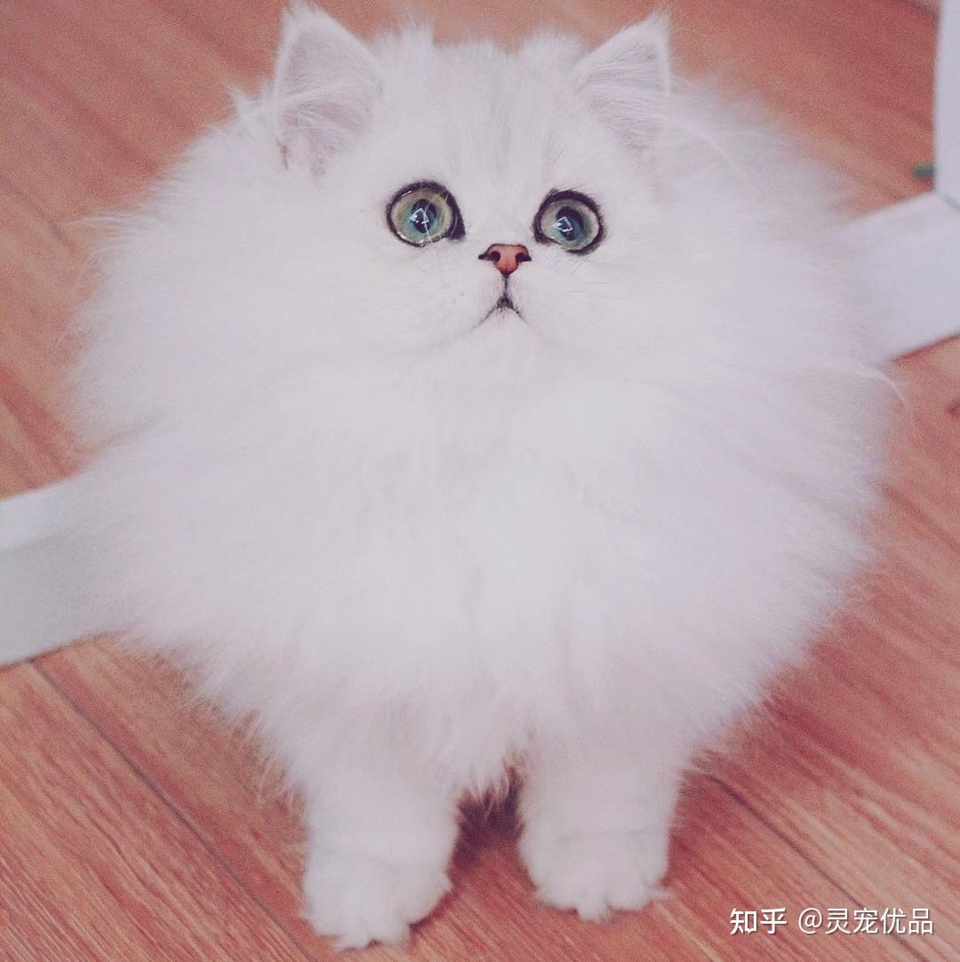 大家认为金吉拉和布偶猫的区别在哪哪一个更好养