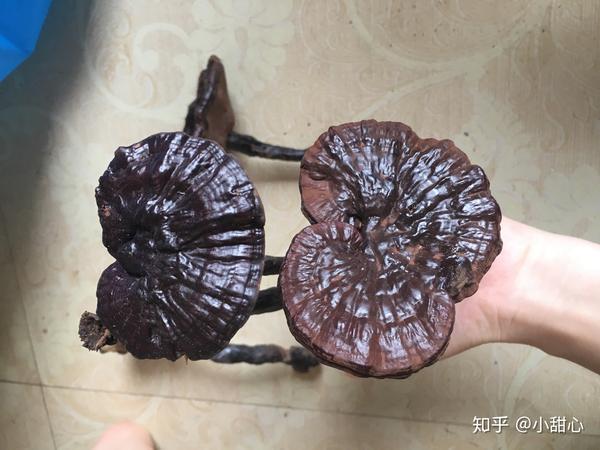 野生灵芝什么样子?我们家梧桐树上长的这是灵芝吗?