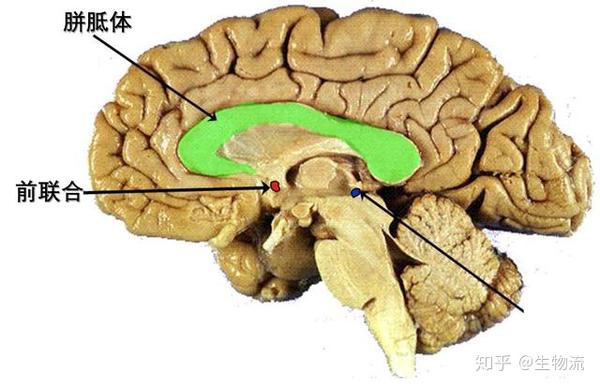 胼胝体和前联合是左右半球连接的两个主要通道