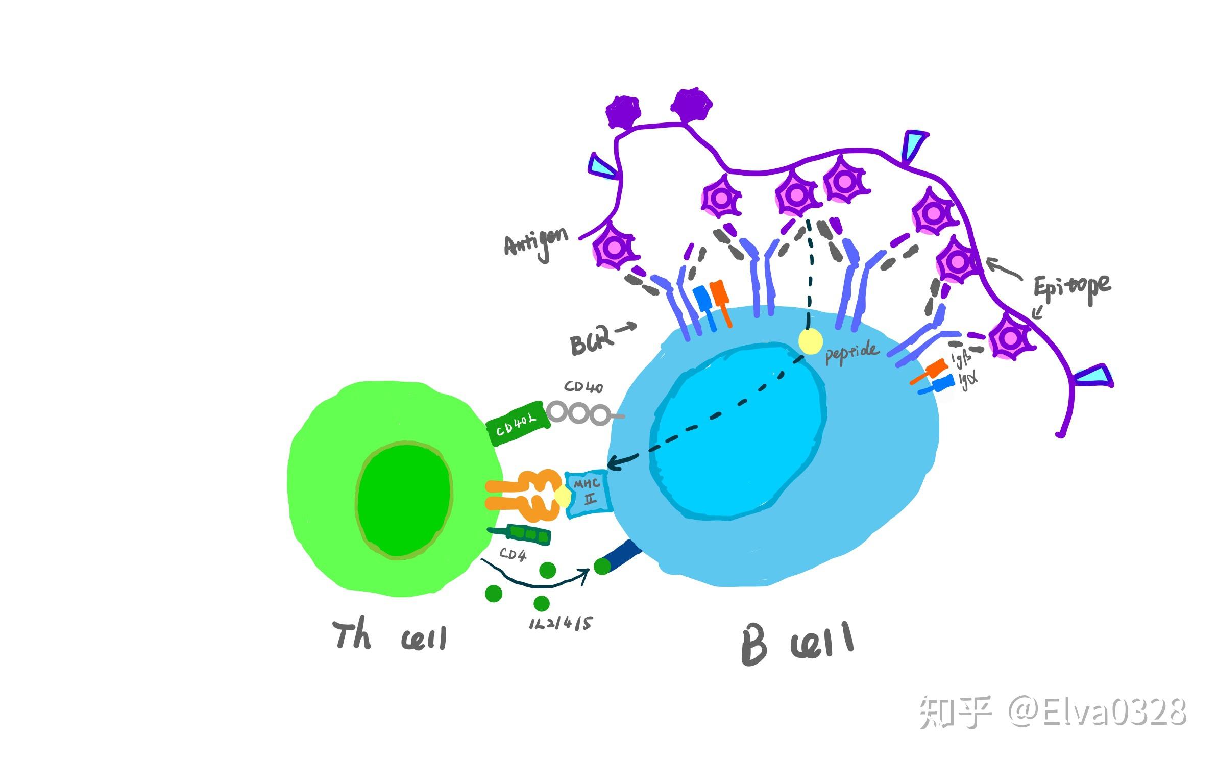 b 细胞需要被激活以产生抗体,行使免疫作用.