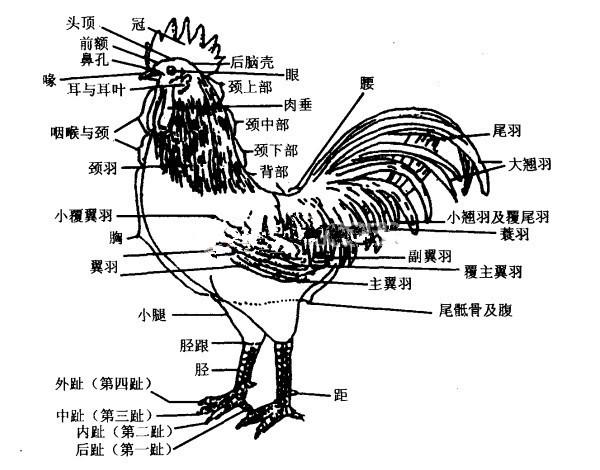 我们还是借助一张图先了解一下鸡的构造,认识一下鸡身上的部位名称