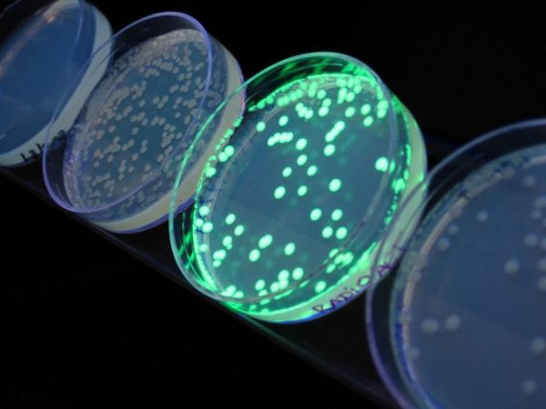 转染了表达荧光蛋白质粒的大肠杆菌菌落(http://www.flickr.