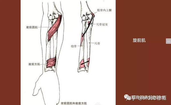 旋后肌主要起自肱骨外上髁和尺骨外侧缘的上部,肌束向外下,止于桡骨