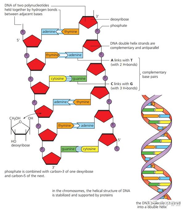 topic26structureofdnaandrna核酸结构