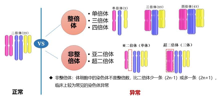 焦老师讲遗传系列之3染色体数目异常