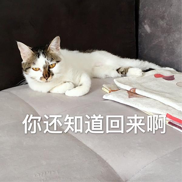 自己养的猫做的哪些表情包让你觉得最为惊艳?