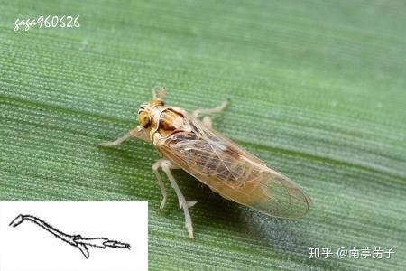 【昆虫识别】叶蝉科,沫蝉科与飞虱科的区分
