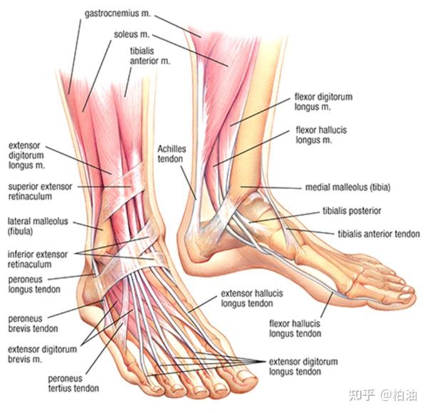 图1 大多数与踝关节相关的肌肉都起于或止于足部或小腿,它们的肌腱在
