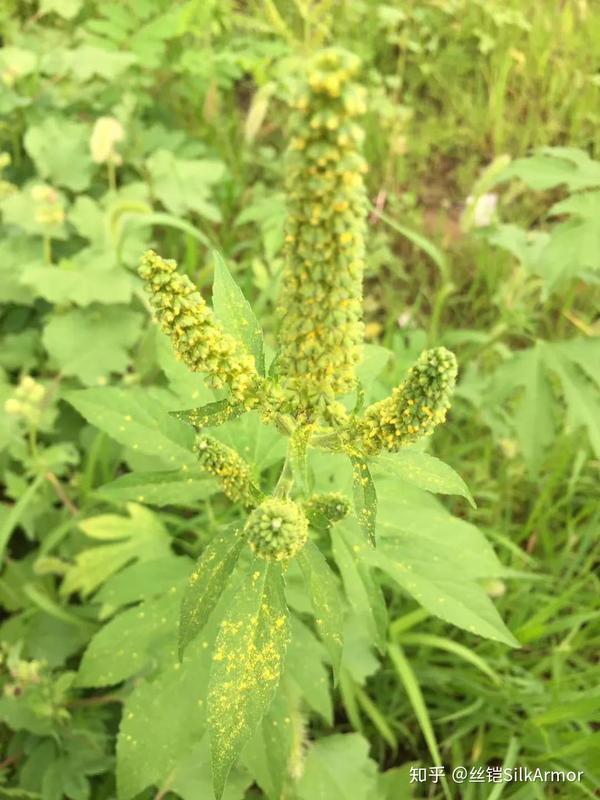 三裂叶豚草的花粉亦为圆球形· 但较豚草花粉大, 径17.4x17