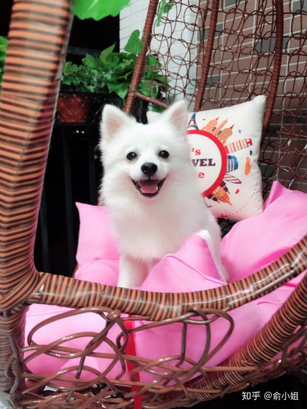 博美长大后会变长变不好看吗?求图!