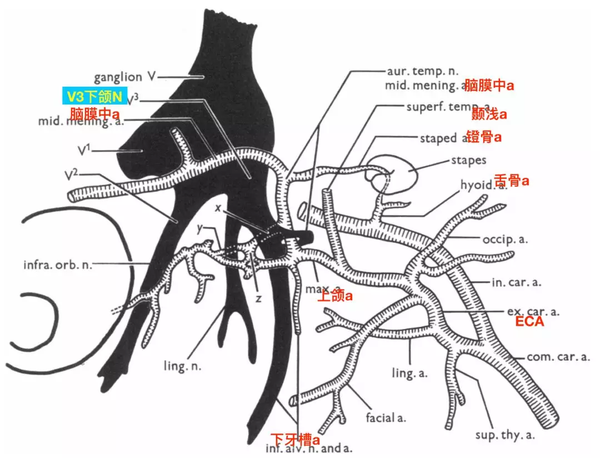 脑血管解剖学习笔记第7期:脑膜副动脉大体解剖