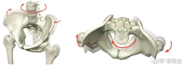 使骨盆水平旋转的肌肉为腹外斜肌以及另一侧的腹内斜 ..