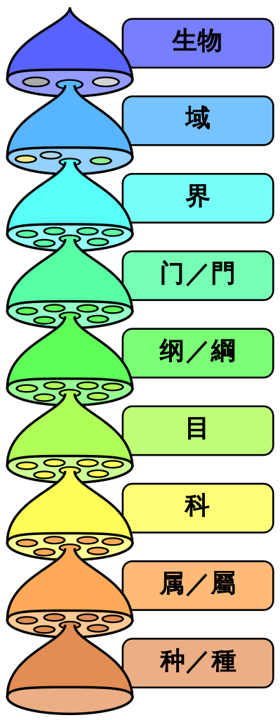 "界门纲目科属种"的生物分类阶元(英文:taxonomic category