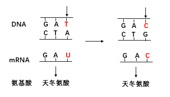 同义突变:在基因编码序列中,发生了一个碱基取代,但因为密码子简并性