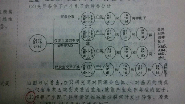 根据产生配子的异常情况来推减数分裂何时发生异常