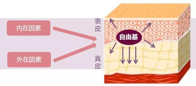 自由基的危害远不止皮肤!