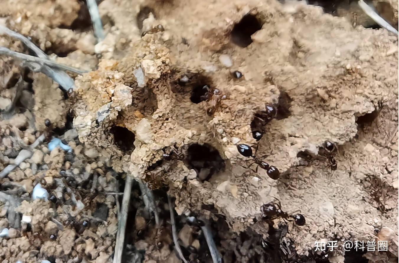 每年5月份,红火蚁便开始进入大量繁殖期,一只蚁后每天至少可产下800枚