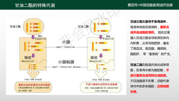 甘油二酯介绍,看图了解更清晰!