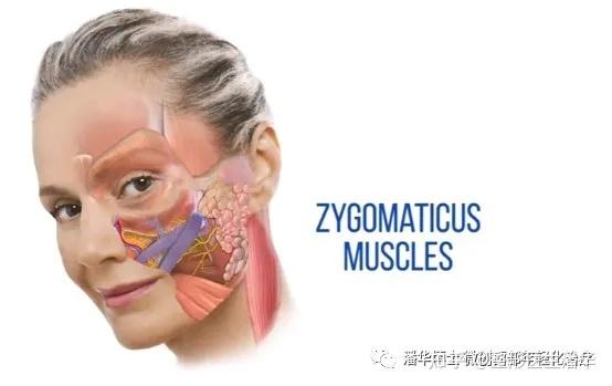 以及smas在颧肌上的附着,限制了下方组织继续向上提拉.