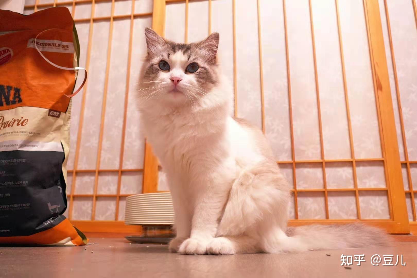 布偶和蓝猫串小猫会有和布偶一样颜色的吗