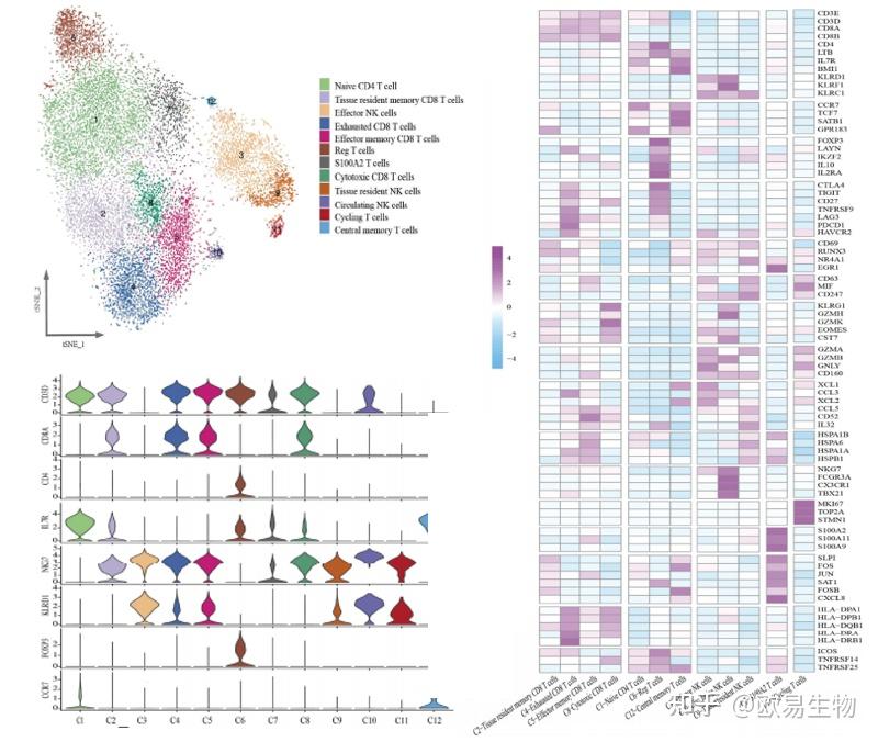 根据基因表达谱,鉴定出12种t细胞.