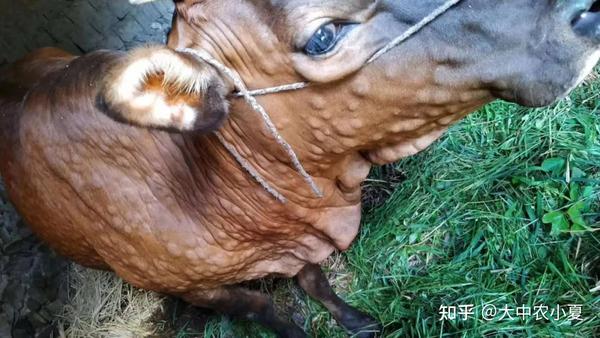 我国首次在新疆伊犁哈萨克自治州确诊发生牛结节性皮肤病,2020年我们