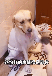 这怕被打的表情太到位了