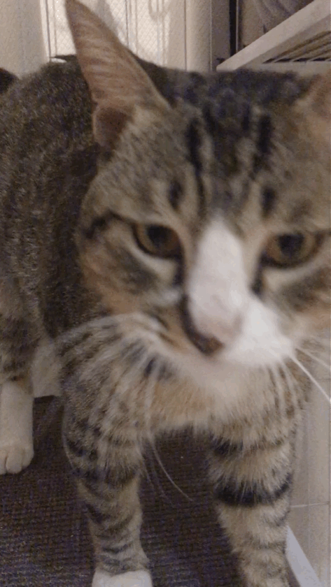 芭比图片 花猫动态图 猫的动图表情包gif 动漫资讯  2020年2月27《eve