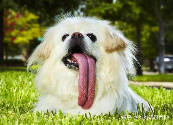 狗狗喜欢吐舌头除了散热之外还有这6个原因