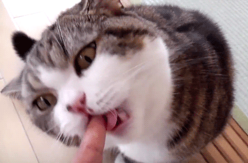 猫身上的7个神秘开关!答应我,不要随便按哦!