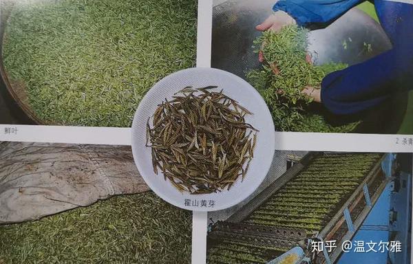 黄茶制作程序