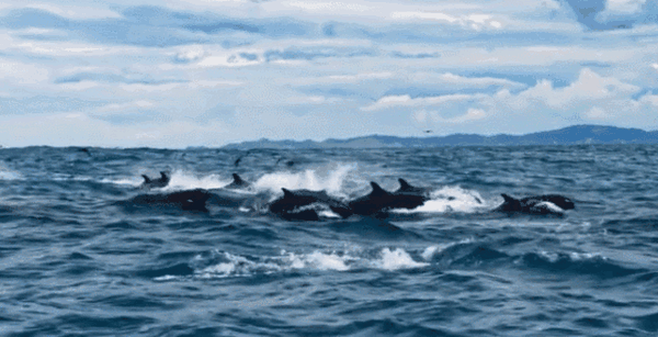 壁纸 动物 海洋动物 桌面 600_307 gif 动态图 动图